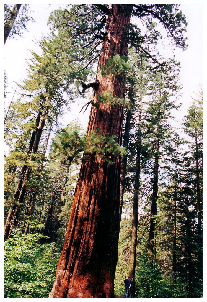 07 - Yosemite NP (4).jpg